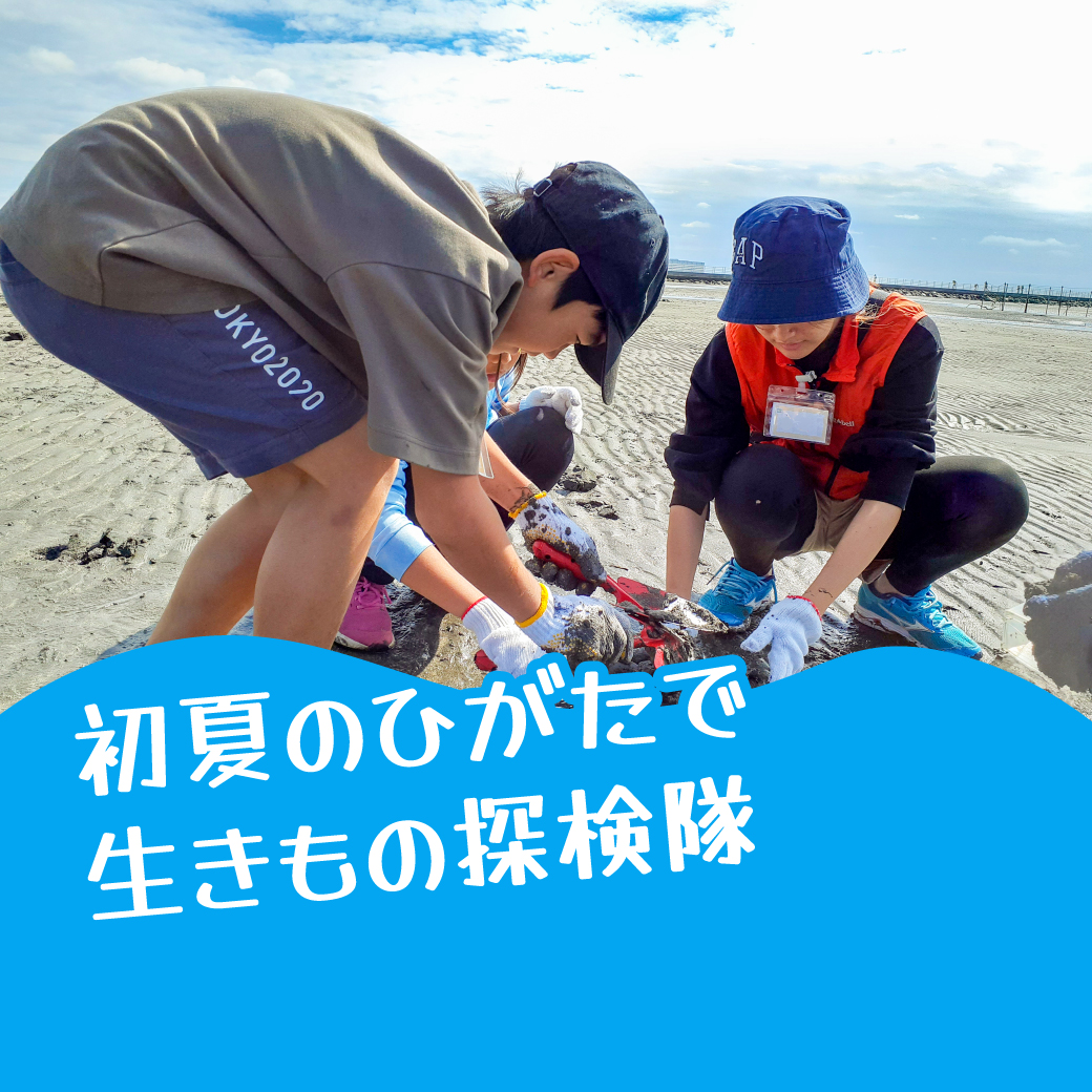 初夏のひがたで生きもの探検隊
